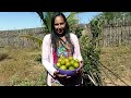 olha como está o pé de mangueira/fartura de tangerina 🍊 Celino preparando o milho para plantar.