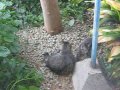 Cat family in my back garden