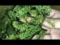 Do you know what’s this? A plant or a food? #satisfying #viral #shorts #asmr