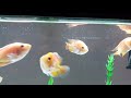 Golden Flowerhorns together