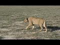 lion research