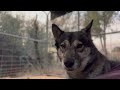 Blue & Sky the Wolfdogs' Rescue Story