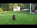 Lucky Frisbee