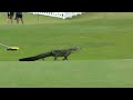 Best of: Alligator encounters at the Zurich Classic