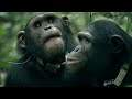 Chimpanzees, the chronicle of a life