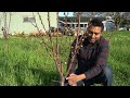 How to Prune Cherry Trees for Maximum Production