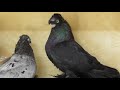 Узбекские голуби у Феруза часть 2( Uzbek pigeons)