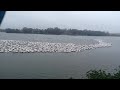 Pelicans at LSU