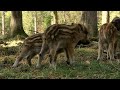 Untamed Austria - Discover the Wildlife of Allenstein | Full Documentary