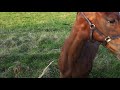 Foal galloping