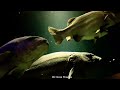 Aquarium 4K (ULTRA HD) - Rare & Colorful Sea Life Video With Finest Detail 4K