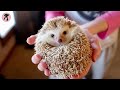 Don't Get Hedgehog Until You Watch This! | Reasons Not To Get a Hedgehog