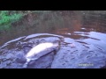 Fishing : Pike action ! Two minutes of mayhem on the river this afternoon