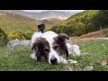 La cagnolina Melody torna in montagna e controlla i colori dell'autunno nel Parco Nazionale Maiella