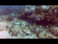 Scuba Diving Miami