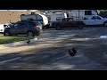Confused roosters at Cracker Barrel Deerfield Beach Florida
