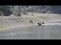 Grizzly #399 Snake River crossing Grand Teton National Park