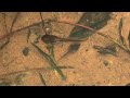 Tadpoles