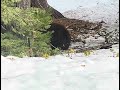 Black Bear in Yosemite national park