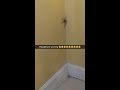 Huge Spider In My House!!!!!!!!