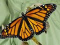 Butterfly In Metamorphosis:  A Monarch Lifecycle Study