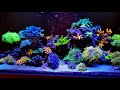 Reef Tank Success with Issues