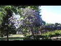 2017-06-28 More Ducks near the Menlo Park Library