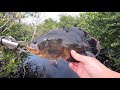 How to catch big Oscar cichlids in the Florida Everglades