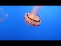 Jellyfish Tank - Monterey Bay Aquarium