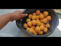 petik aprikot gratis dari balkon apartemen di Turki