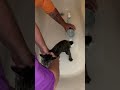Cat life￼: whiskers very first time in the bath