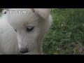 Puppy meeting a new dog and chickens!