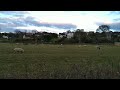 Spring Meadow, early evening, birds singing and sheep with their lambs