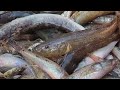 বিশাল চিতল মাছ কতটা সস্তায় বিক্রি হলো দেখুন। amazing fish | Padma river fish | DN Eyes | Chitolmas
