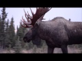 Moose fight in front of our car - near Anchorage, Alaska