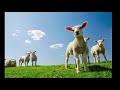 BACH  Sheep may safely graze BWV 208