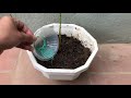 Few people know that it is possible to propagate this way | Relax Garden