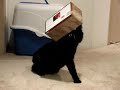 Cat stuck in a Kleenex box