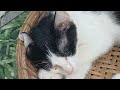 Funniest Dogs And Cats Videos 2024😍You Laugh You Lose🐶