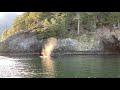 Humpback Whale Hood Canal 2021