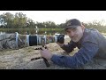 Monopod for WILDLIFE Photography? iFootage Cobra 2 C180 II Field Review.