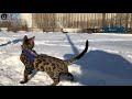 Bengal Cat Walking on a Leash in the Snow