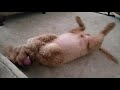 Just a goldendoodle rolling on its back