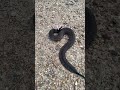 Cottonmouth on the road #herping #wildlife #venomous #snake #nature #louisiana #swamp #animal