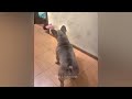 CLASSIC Dog and Cat Videos 🐶 😹You Laugh You Lose 🐱🐱  #26.6