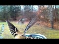 Goldfinches - Bird Photo Booth 2.0 -Slow Motion 2-12-17