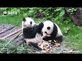 Panda He Hua’s Funny Gigs | iPanda