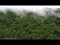 Borneo jungle belaga#hutan yang sangat sejuk tempatnya diwaktu pagi#Kejaman Lasah#Dji mini 2 se.
