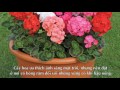 10 Loại Hoa dễ trồng trong chậu tại nhà cho người mới bắt đầu Làm Vườn