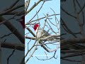 O Poderoso Canto do Galo-de-Campina: O Show da Natureza que Você Precisa Ver!